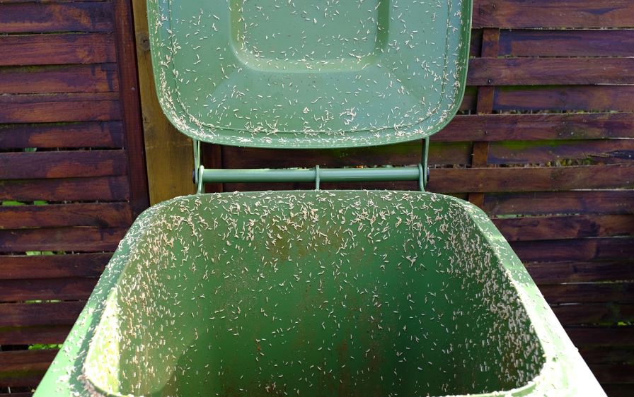 Manchester Woman Calls 999 on Maggots in Wheelie Bin
