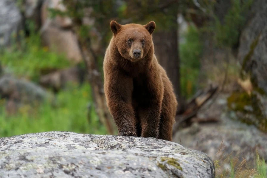 Bear Gets Wheelie Bin Takeaway Behind Colorado Springs Restaurant