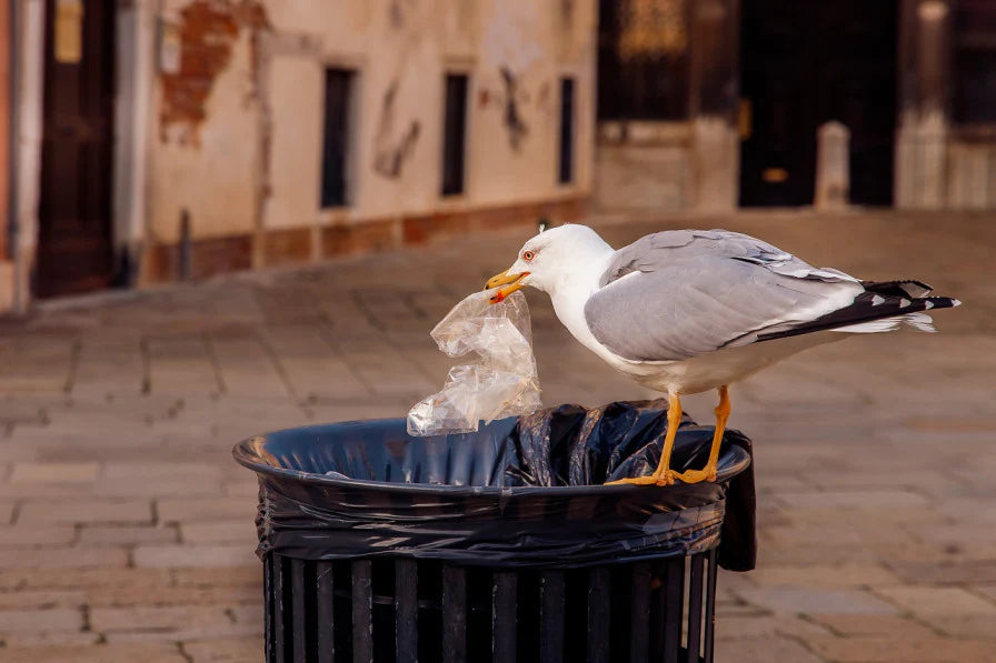 Business Owners in Perth Demand Action as Gull Problem Persists