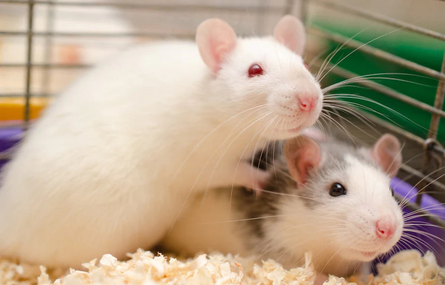 Bins Are No Place For Pet Rats!