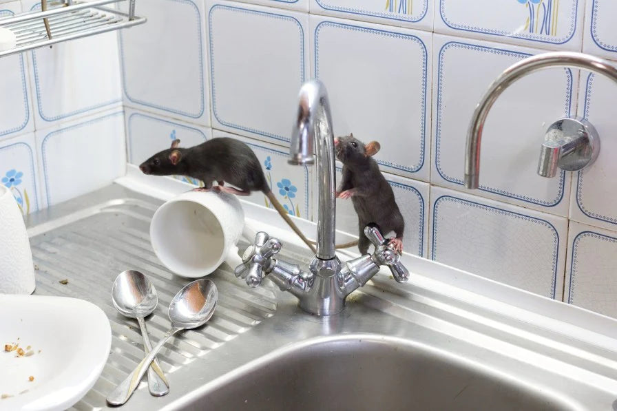 Liverpool Council Set to Tackle 'Rat Epidemic' Caused by Rubbish
