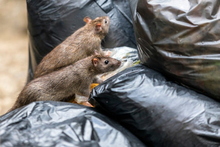 Overflowing Bins in Dundee are Attracting Rats