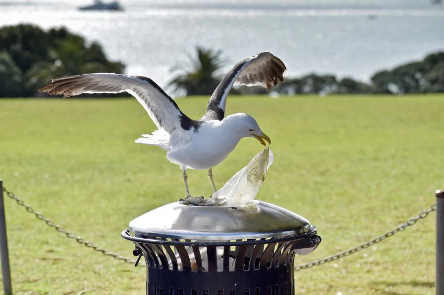 Are Gull-Proof Bin Bags the Answer to Aberystwyth's Rubbish Woes