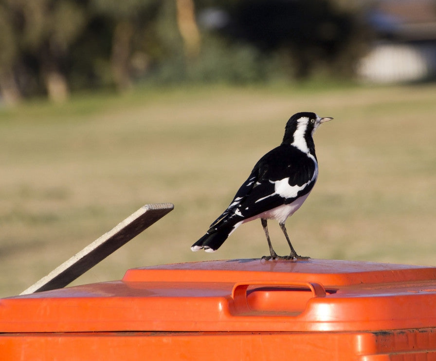Reject Wheelie Bins Turned into Nesting Boxes for Endangered Birds
