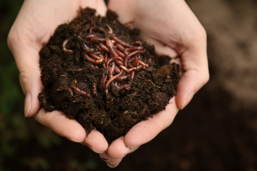 Are Wheelie Bin Worm Farms the Answer to Keeping Our Soil Healthy?